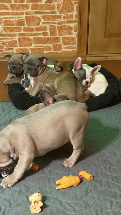 Французкий Бульдог