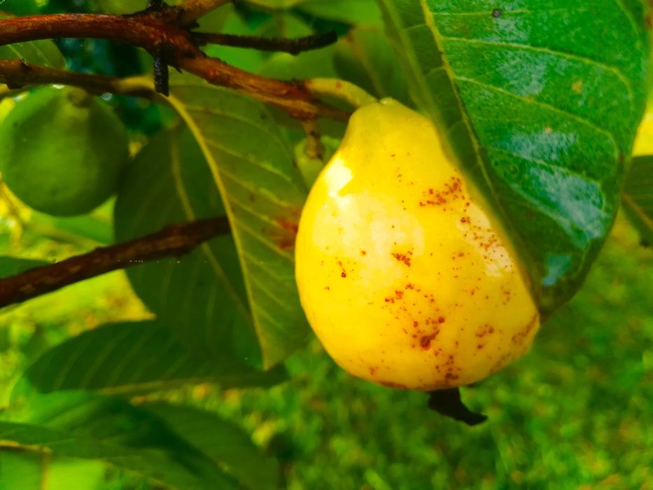 Goiaba Amarela - Psidium guajava