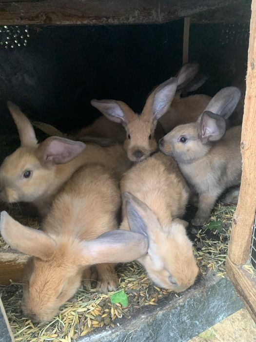 mlode kroliczki rasy nowozalandzkiej