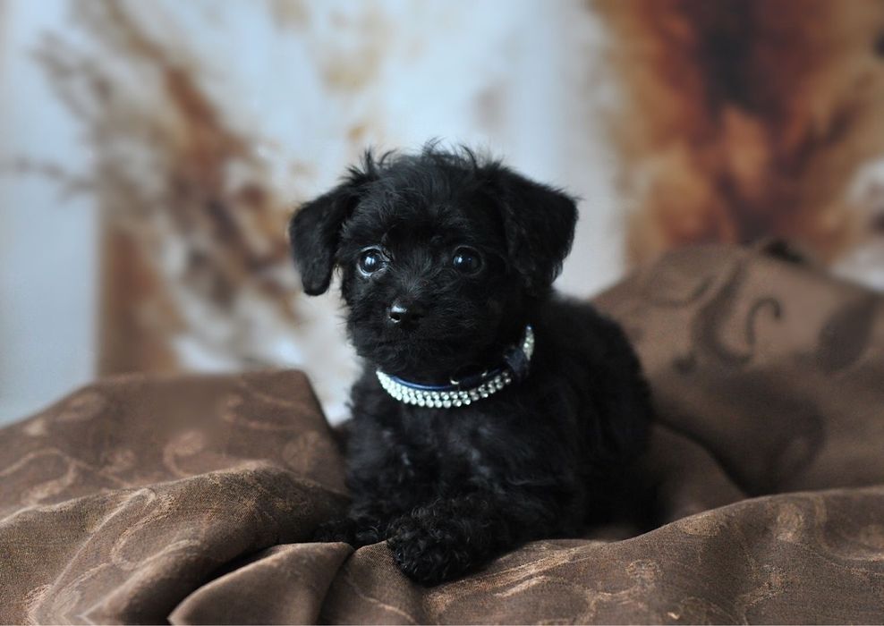 Той-пудель  хлопчик