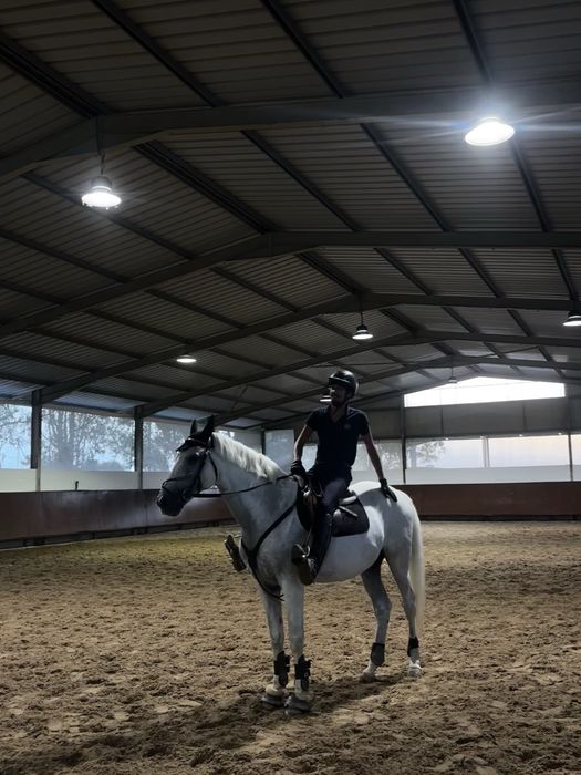Vendo cavalo russo