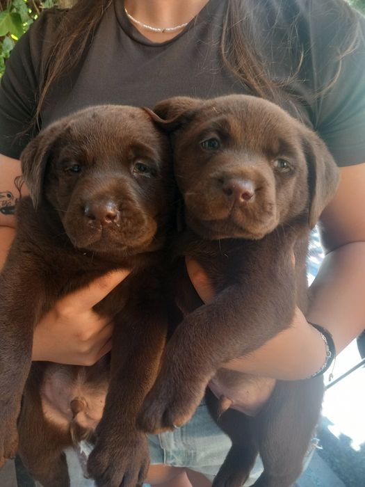 Labrador retriever czekoladowy szczeniak, piesek