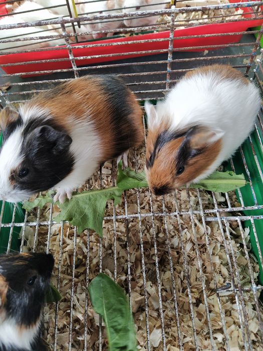 Морские свинки ангорские и розеточные