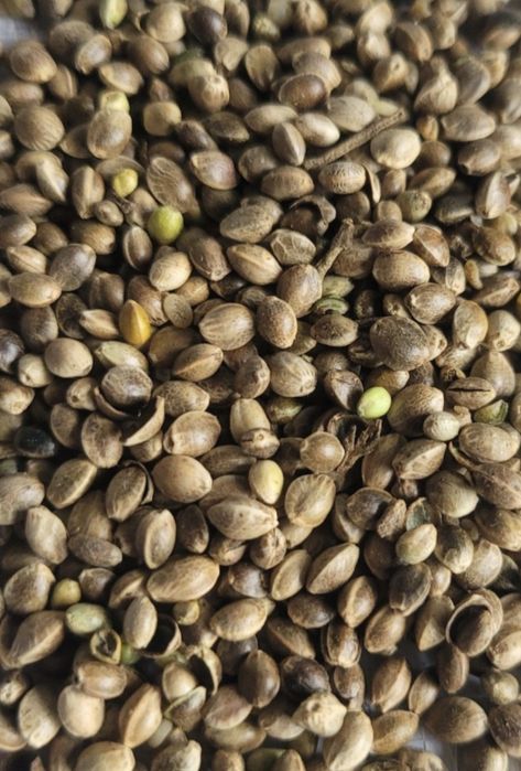 Konopie Białobrzeskie. Pokarm dla kur, gołębi, ryb, bydła. Poplon