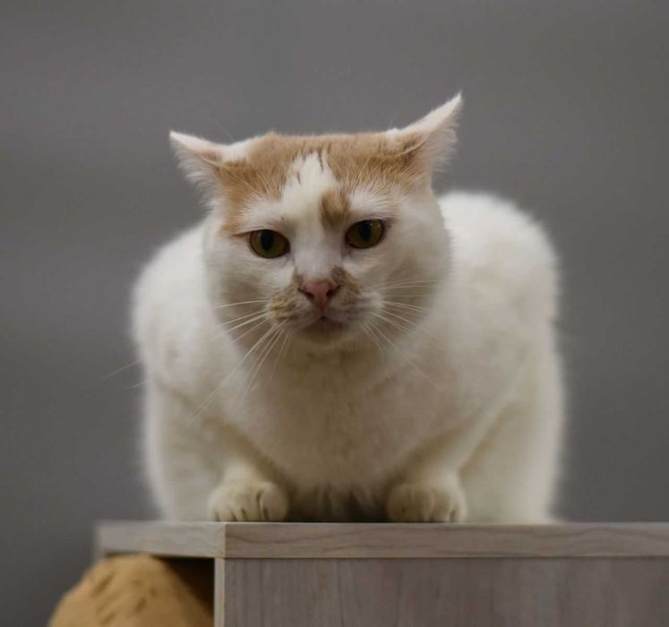 Рудик — кот, который превратит вашу жизнь в уютное путешествие