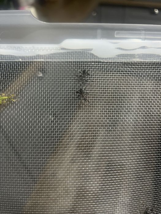 Liśćiec jesienny L1-L2