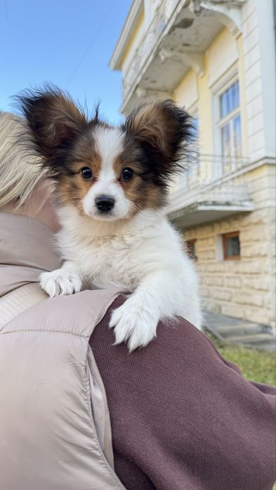 Папійон дівчинка