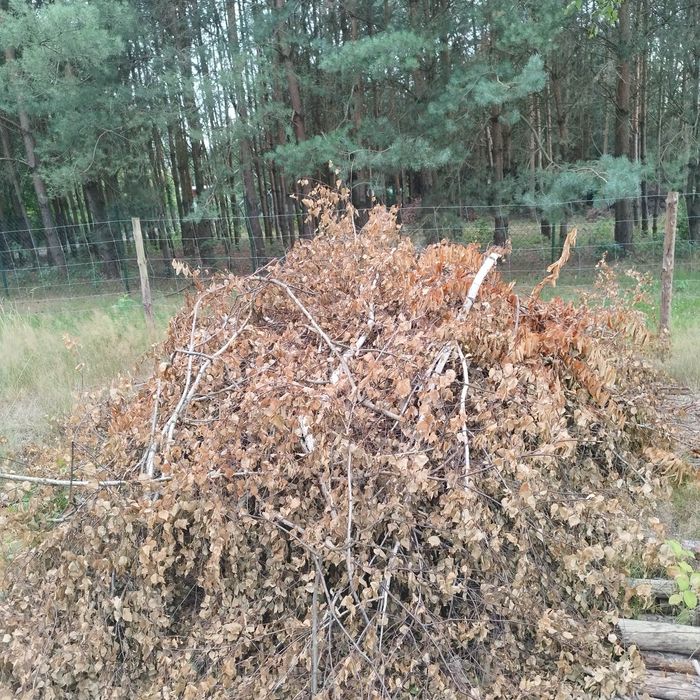 Drewno gałęzie na opał rozpałke oddam