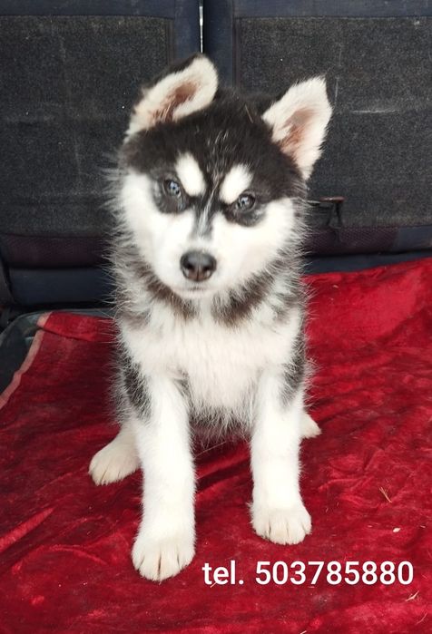 Husky Syberyjski suczka