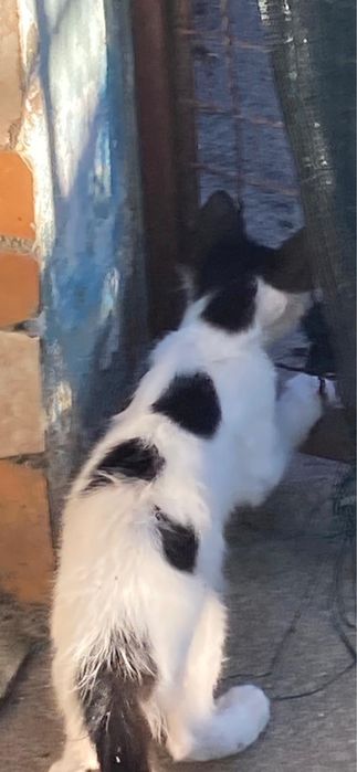 Gato da se 3meses