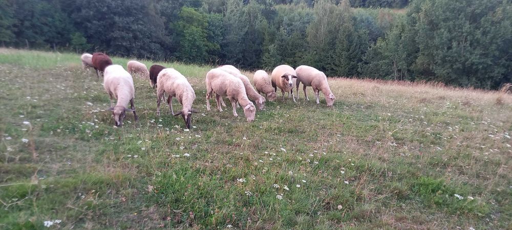 sprzedam owce, jagnieta i tryka