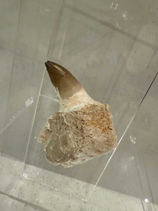 Prawdziwe zęby dinozaura Mosasaur Mozozaur Gigant