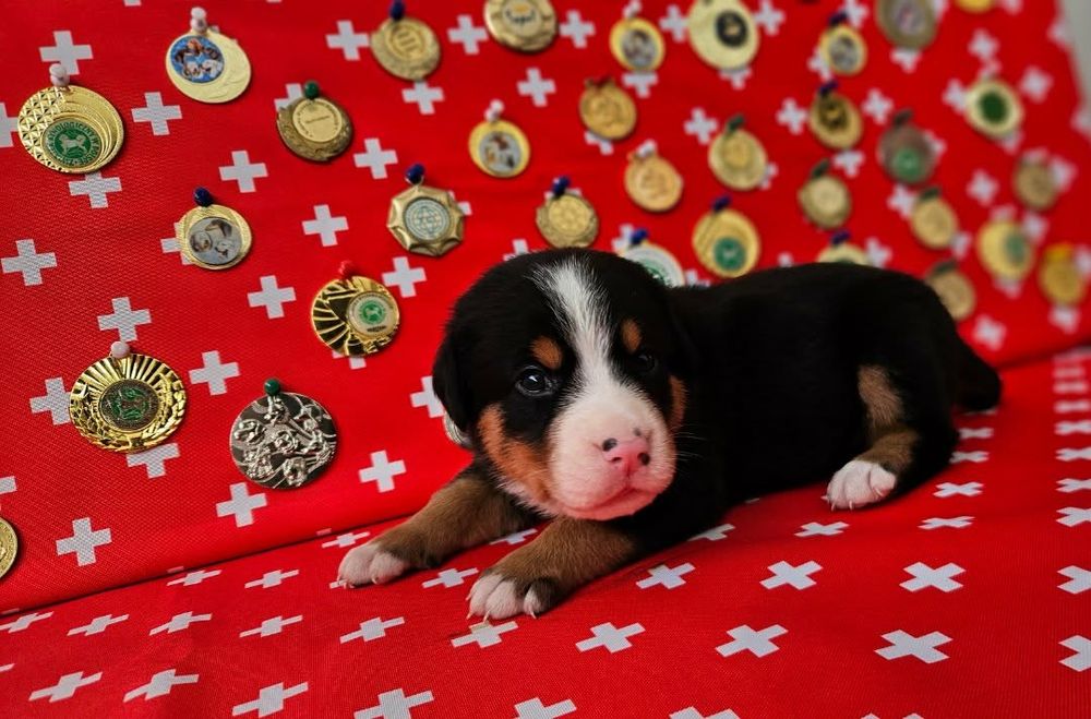 Duzy Szwajcarski Pies Pasterski Greater Swiss Mountain Dog