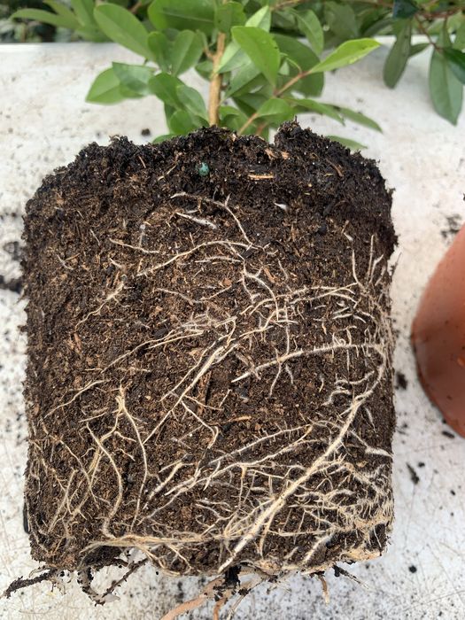 Eugénia Newport 30cm