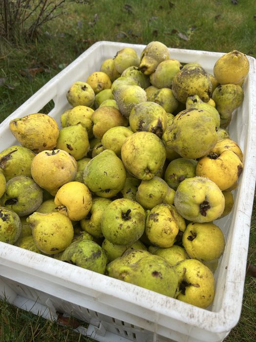 Pigwa z własnego ogrodu