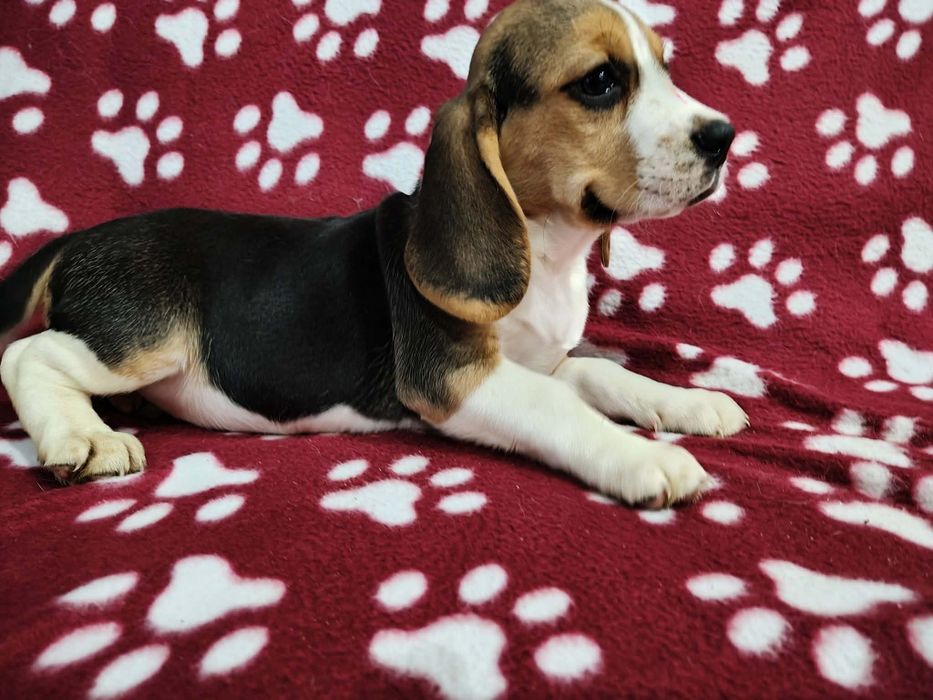 Sprzedam Piska Beagle
