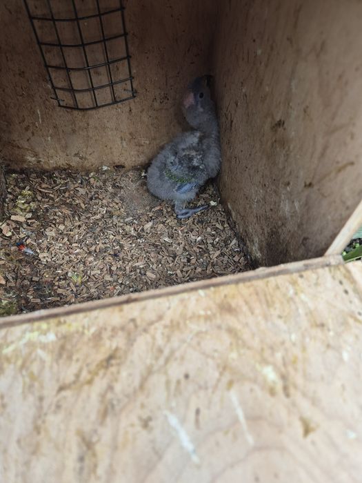 lori molucano  para criar a mão