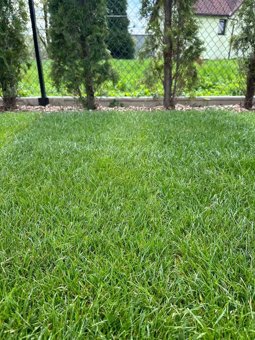 Trawa rozwijana z rolki