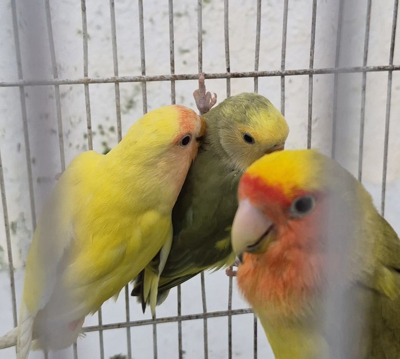 Vendo agapones  naceram 3 de Dezembro