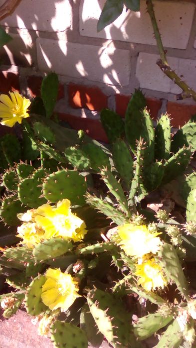 Цветы  укоренённые,семена . Продам,  перешлю. Цены уточняйте