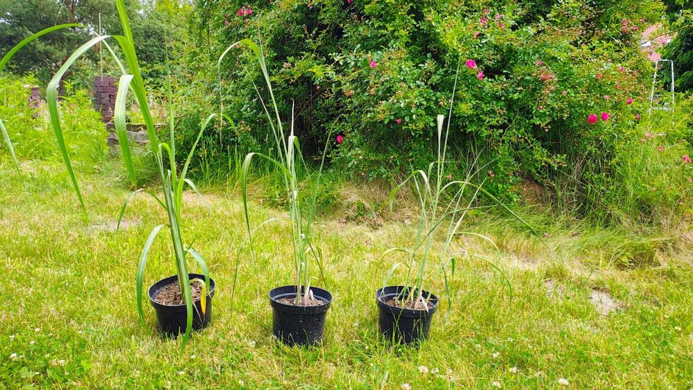 Miskant olbrzymi, Miscanthus × giganteus, duże sadzonki.