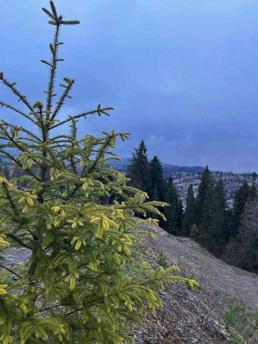 Продаж земельної ділянки під забудову, 25сот, Славське