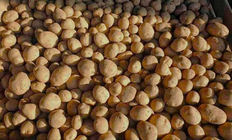 Sprzedam ziemniaki jadalne denar, worek 15kg