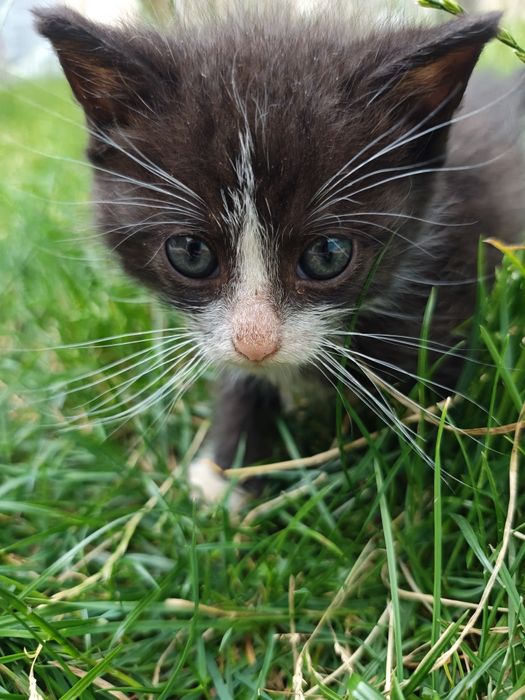Kocięta szukają domów