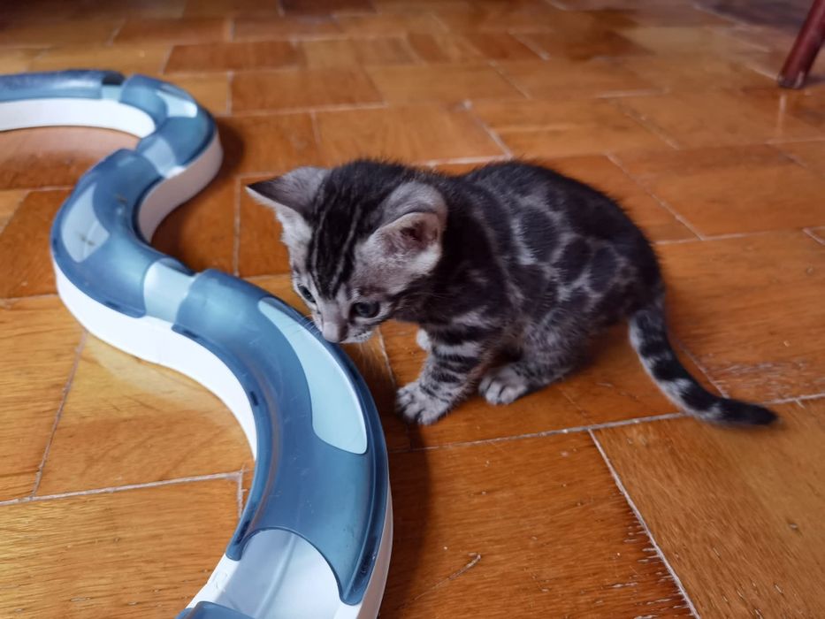 Srebrna kotka bengalska, rodowód FPL