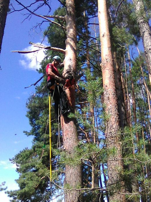 Зрізати дерево, Зрізання  дерев, кронування