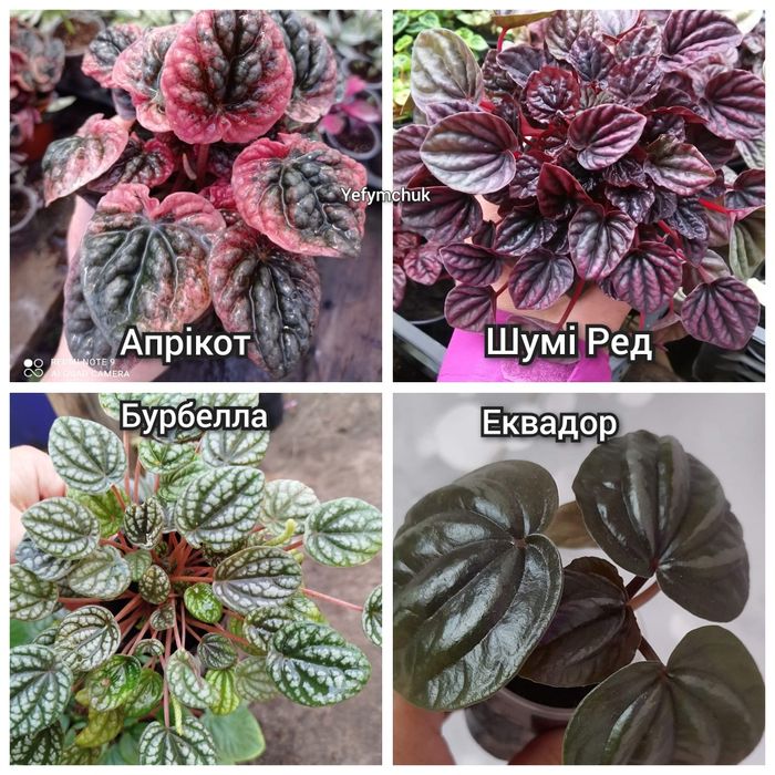 Пеперомія кімнатна