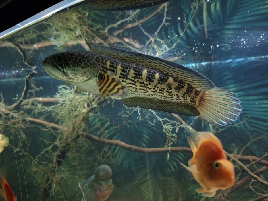 Channa Aurantimaculata