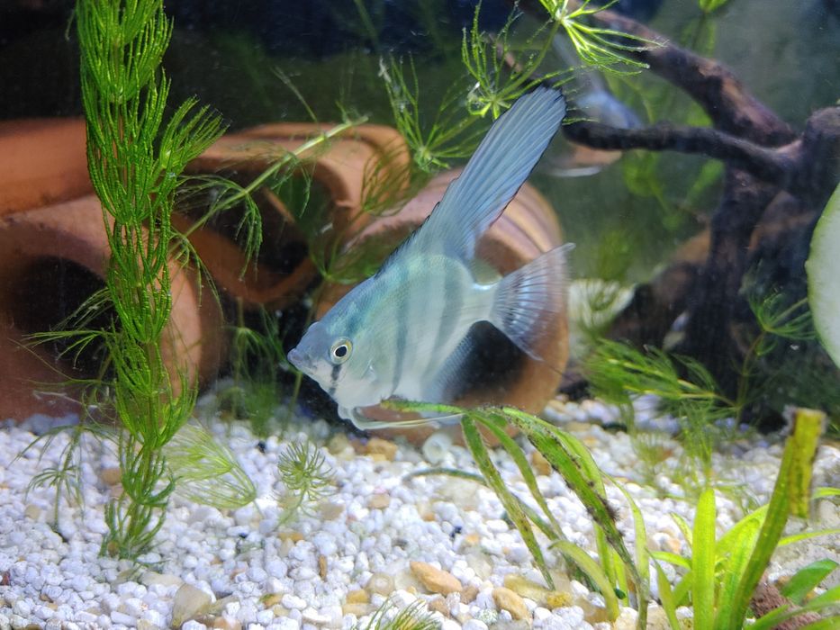 Escalares pinoy azuis