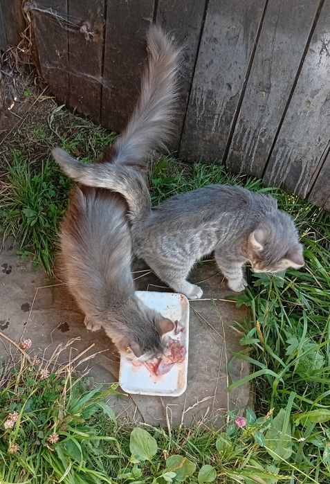 Кошенята в добрі руки