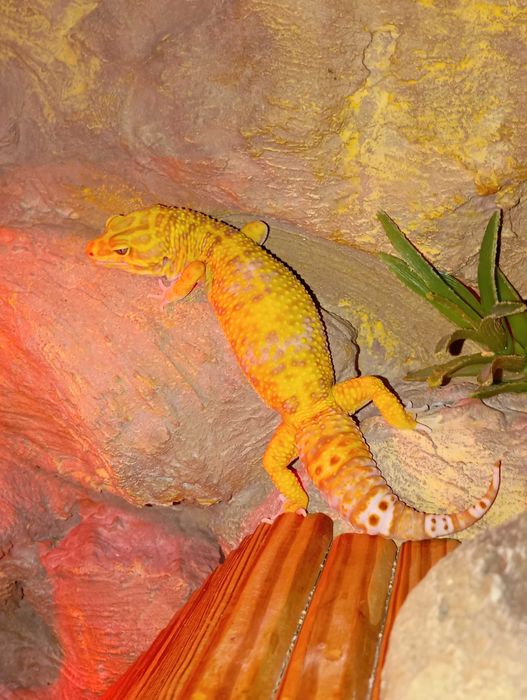 Gekon Lamparci Gekony lamparcie