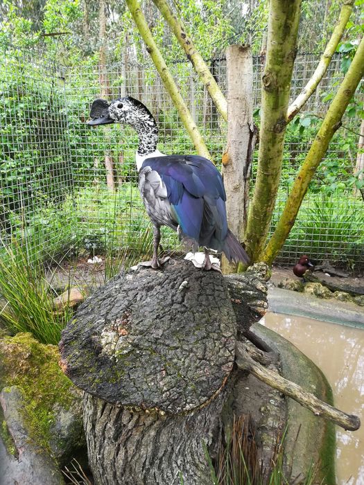 Casal de patos Sarkidiornis adultos