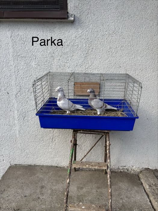 Gołebie staropolskie