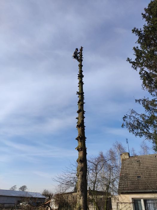 Wycinka i pielęgnacja drzew metodą alpinistyczną