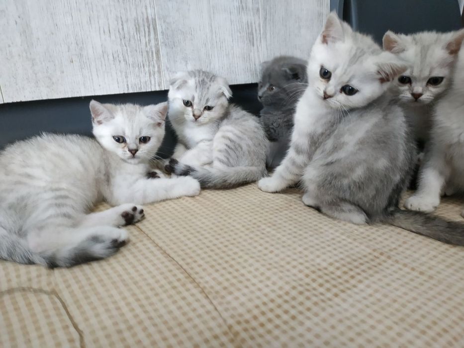 Шотландські котята шиншильного окрасу