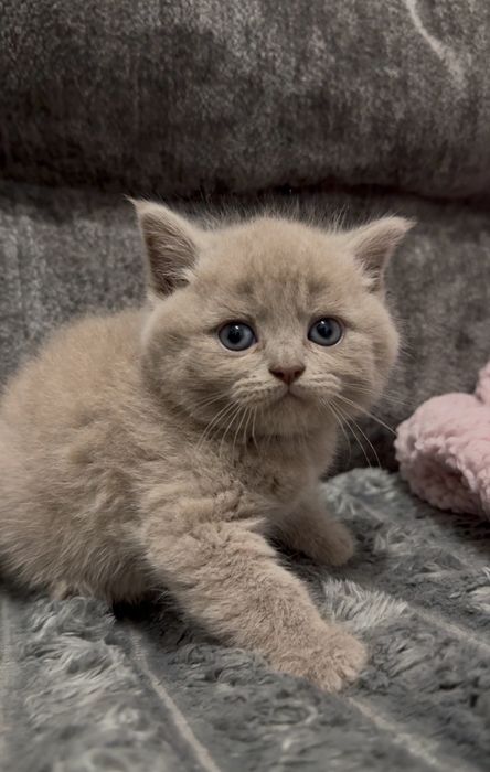 Шотландське кошеня хлопчик