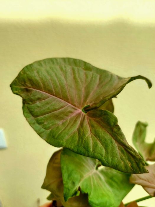 [Planta] Syngonium Neon Rosa