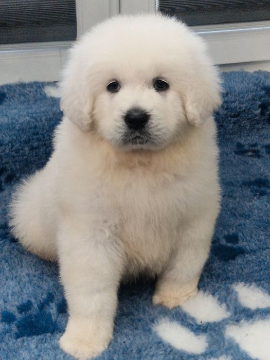 Sprzedam pieska Owczarek podhalanski