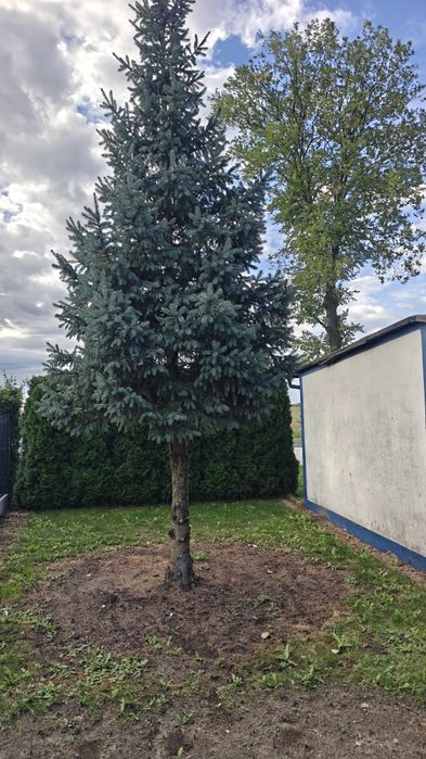 Działka ROD 300m2 - Żydowo k. Gniezna