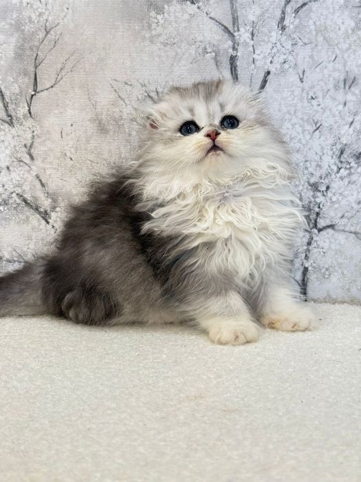 Femea scottish fold orelha perfeita
