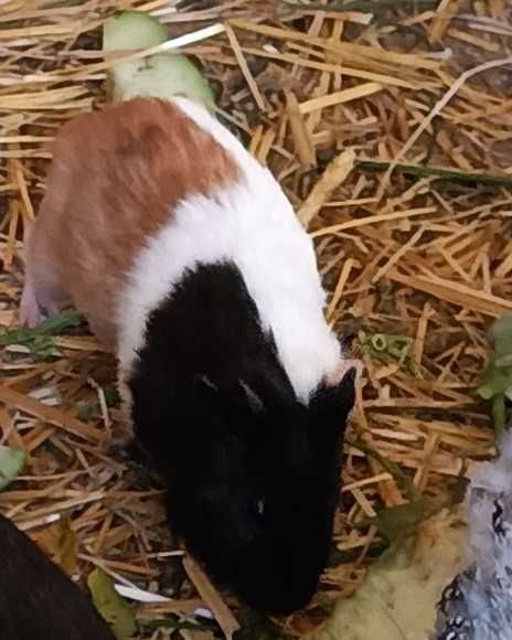 Porquinho da Índia