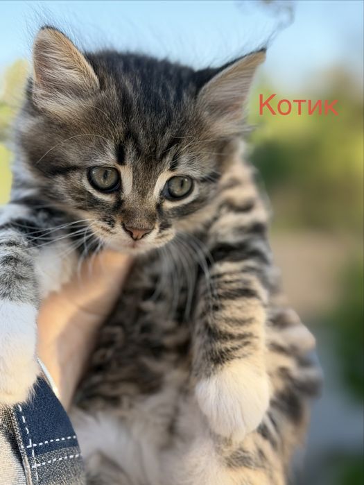 Віддам котиків в добрі руки