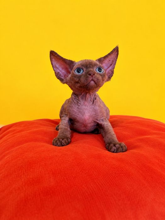Devon Rex - przepiekne ucho - chlopak