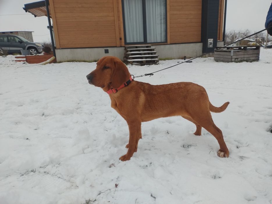 Suka Ogara Polskiego