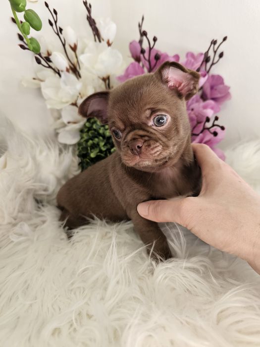 Chihuahua piesek czekoladowy