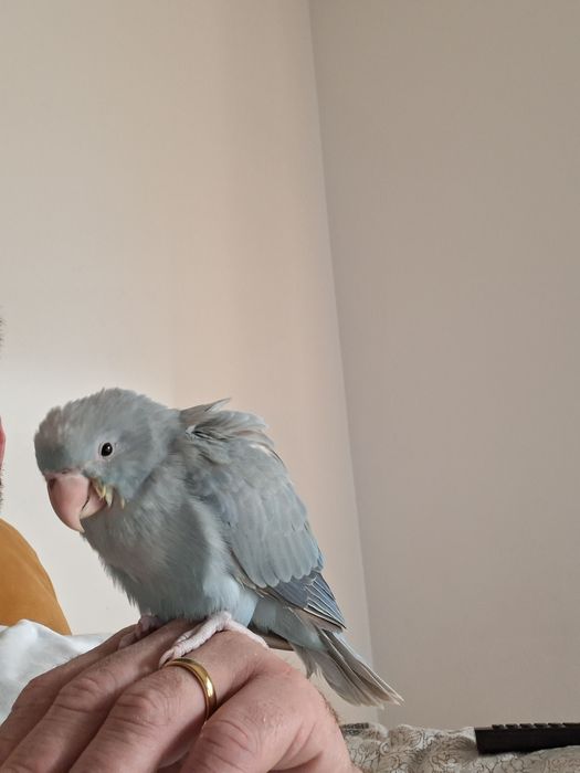 Ring nek domesticados